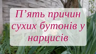 Чому не цвітуть нарциси: 5 причин сухих (порожніх) бутонів