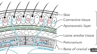 Scalp part 1 - Extent & Layers of Scalp