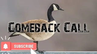 Duck Hunting Call - Canadian Geese Comeback - Free Download