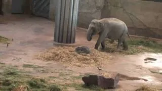 Kölner Zoo bei den Elefanten