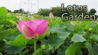 IBARAKI.| 蓮の花.| Lotus Garden at Tone Shinsui Park 2018. [ 4K ]