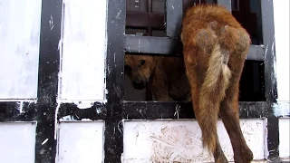 Terrified dog stuck in gate rescued.