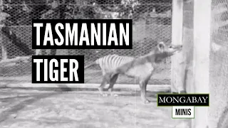 Rare footage of the 'Tasmanian tiger' or thylacine released