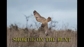 shortie hunting