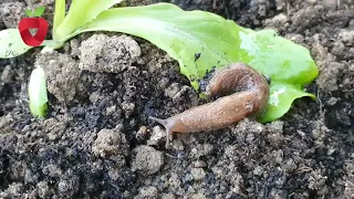 Remove snails from the garden in a natural way