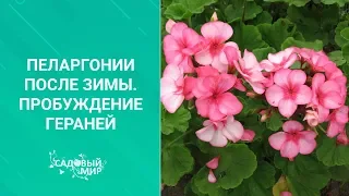 Пеларгонии после зимы. Пробуждение гераней