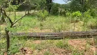 Biggest & Longest Python Ever Spotted in Lower Zambezi National Park