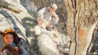 The story of Aghaqarboon's adventure in search of sheep in the highest peaks of Iran.