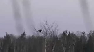 тетерев на току весна 2015 (2) / black grouse on current spring 2015 (2)