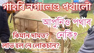 গাহৰি নগালেণ্ড পথালোঁ। কিমান দাম পালোঁ? Tezpay Digital Payment Wallet. Pig live weight Price