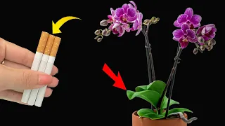 🌸Strangely, only 1 cigarette makes orchids bloom crazy for 4 seasons❤️ | Natural Fertilizer