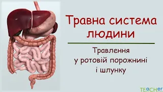 Травна система людини. Травлення у ротовій порожнині і шлунку