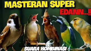 MASTERAN  SUPER EDAN  , kapas tembak - cililin - gereja tarung - cucak cungkok - kenari ( 6jam)