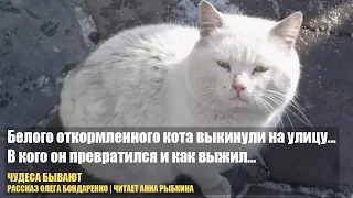 Белого откормленного кота выкинули на улицу. В кого он превратился и как выжил...