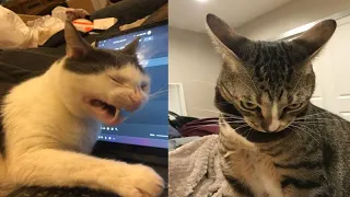 When a silly Cat becomes your best friend 😹 The funniest animals and pets 😅#2