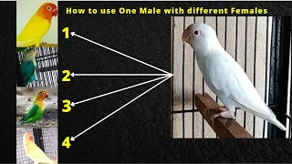 How to use One Male with different Females | Lovebirds one Male with different Females | HWI Aviary