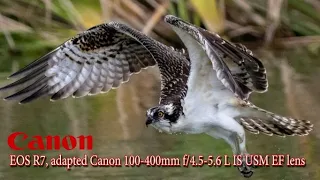 Original Canon EF 100-400mm f-4.5-5.6L IS USM EF Lens adapted tot he Canon EOS R7