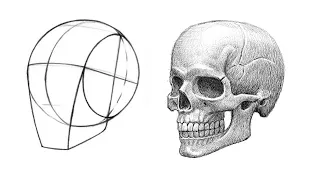 Drawing skull with the Loomis Method.