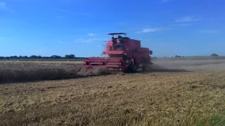 Żniwa 2016 - Pszenica | Bizon Z056, Zetor 12011 |