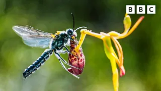 The plant that catfishes 🐝 😲  The Green Planet 🌱 BBC