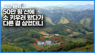 사람 구경 못하는 50만 평 산으로 돈 버는 한 가족┃해발 800미터 달랑 세 가구만 사는 달구지 마을에 소 키우러 왔다가 인생 자체가 등산이 되어버린 가족┃한국기행┃#골라듄다큐