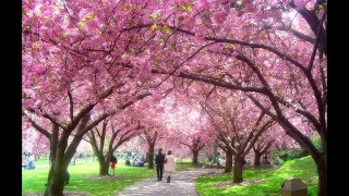 요한 스트라우스 2세 (Johann Strauss II) - 왈츠, 봄의 소리 (Waltz, Voice Of Spring)