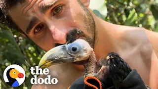Baby Toucan Learns To Fly | The Dodo