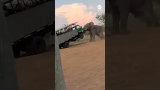 Elephant charges safari truck filled with tourists in South Africa