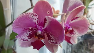 Причуды летнего цветения орхидей.Работаем с воздушными корнями.