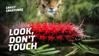 Touch This Killer Caterpillar and Your Life Is Over