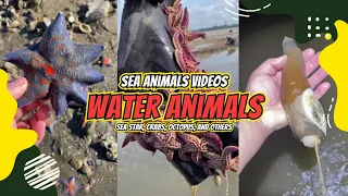 Sea Animals Videos 🦀🦑, Catching seafood, Deep sea creatures (Tik Tok #88)