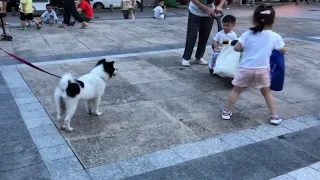 【田园犬进城】虽然在小区已经很熟悉了，但相互之间都只是点头之交。这是现代社会的写照吗？