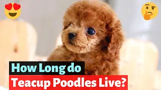 Teacup poodle: Interesting Facts and Detailed Guide on this dog breed