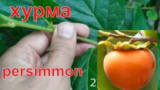 persimmon grafting // Persimmon grafting