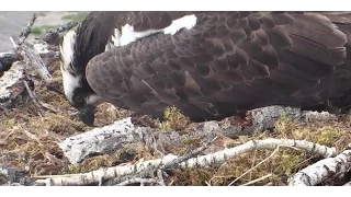Iris laying her 1st egg of 2016 2016 04 29 18 28 45 337 1