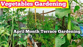 How to Grow Vegetables at Home for beginners/ Terrace Garden in April