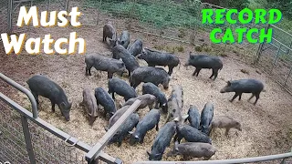 25 Wild Hogs Trapped in the Game Changer Jr Hog Trap.  Biggest catch with Cellular Hog Trap.