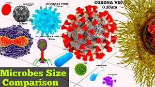Microbes Size Comparison | Virus size / Datacamparisonwork