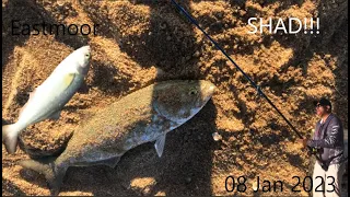 Durban Shad Fishing, Eastmoor 08 January 2023