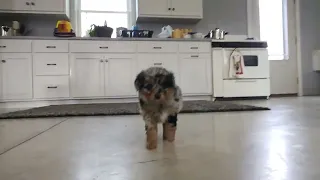 Luke the Mini Aussiedoodle puppy