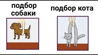 Лютые приколы. Поднять кота...