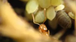 Ants collecting honeydew on root aphids