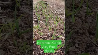 Will Your Fall Garlic Survive Winter if They Sprout Early?