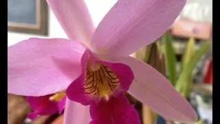 Indoor Orchids "How to grow Orchids indoors" | "Orchid Care" | Orchids in bloom on my windowsill.