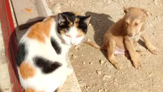 Мои кошки привели во двор щенка