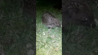 Cute Hedgehog Sounds. Sniffing For Food. Sounds Hedgehogs Make.