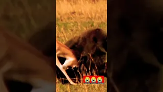 Mother Gazelle Try To Save Baby From Baboon. #shorts