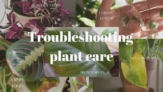 HOUSEPLANTS 101 | Troubleshooting common houseplant problems. Common clues and potential issues