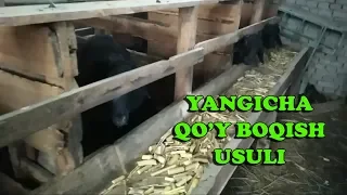 TALABLARGA BINOAN YANGICHA QO'Y BOQISH USULI.