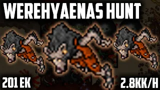 EK 201 WEREHYAENAS - 2.8KK/H - BEST places to hunt for KNIGHTS